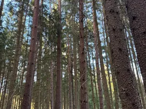 Prodej lesa, Hluboká nad Vltavou, 18006 m2