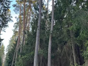 Prodej lesa, Hluboká nad Vltavou, 18006 m2
