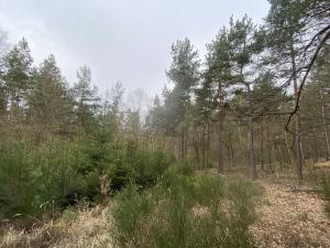 Prodej lesa, Miloňovice - Sudkovice, 2768 m2