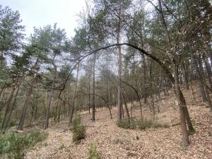 Prodej lesa, Miloňovice - Sudkovice, 2768 m2