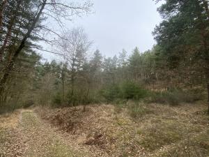 Prodej lesa, Miloňovice - Sudkovice, 2768 m2