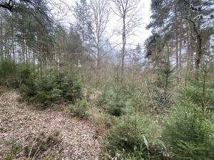 Prodej lesa, Miloňovice - Sudkovice, 2768 m2