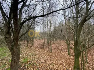 Dražba lesa, Šarovy, 11619 m2