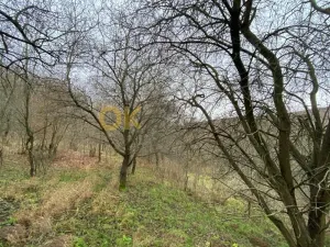 Dražba lesa, Šarovy, 11619 m2