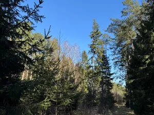 Prodej lesa, Sedlečko u Soběslavě, 6708 m2