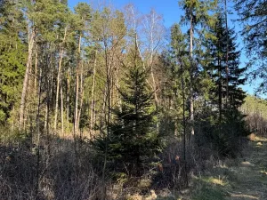 Prodej lesa, Sedlečko u Soběslavě, 6708 m2