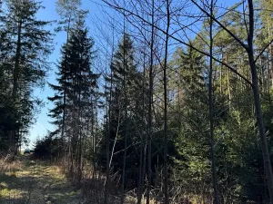 Prodej lesa, Sedlečko u Soběslavě, 6708 m2