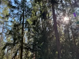 Prodej lesa, Tučapy, 3136 m2