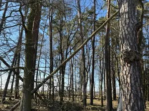 Prodej lesa, Libějice, 17252 m2