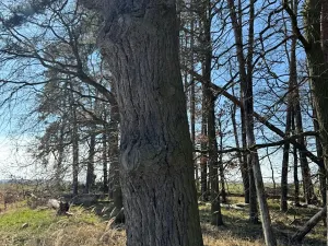 Prodej lesa, Libějice, 17252 m2