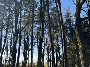 Prodej lesa, Libějice, 17252 m2