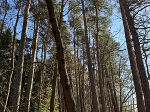 Prodej lesa, Libějice, 17252 m2