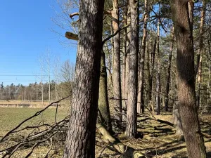 Prodej lesa, Libějice, 17252 m2