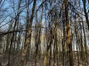 Prodej lesa, Spálené Poříčí, 2967 m2