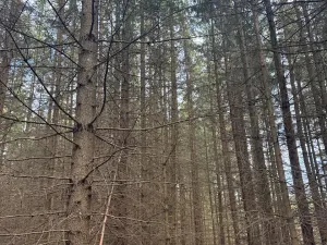 Prodej podílu lesa, Předín, 3446 m2