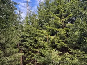 Prodej podílu lesa, Předín, 3446 m2