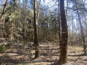 Prodej lesa, Všehrdy, 2222 m2