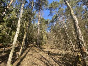 Prodej lesa, Všehrdy, 2222 m2