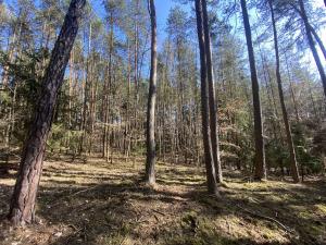 Prodej lesa, Všehrdy, 2222 m2