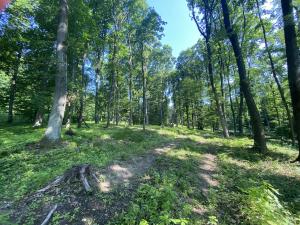 Prodej lesa, Roštění, 2228 m2