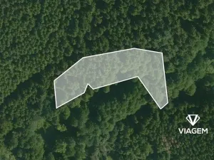 Prodej lesa, Zbizuby, 2112 m2