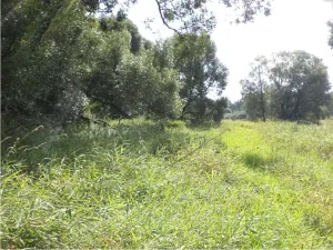 Dražba louky, Přešťovice, 828 m2