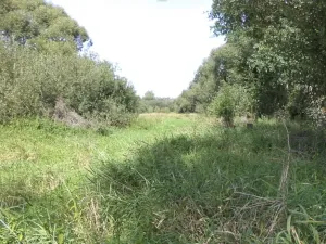 Dražba louky, Přešťovice, 828 m2