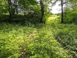 Prodej pozemku, Vizovice, 32591 m2