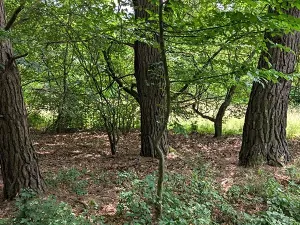 Prodej pozemku, Vizovice, 32591 m2