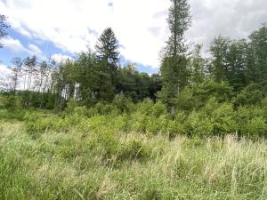 Prodej lesa, Pravonín, 12439 m2