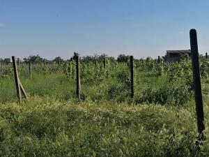 Prodej sadu/vinice, Lednice, 1200 m2