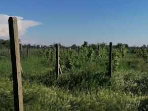 Prodej sadu/vinice, Lednice, 1200 m2