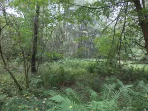 Dražba louky, Maňovice, 2639 m2
