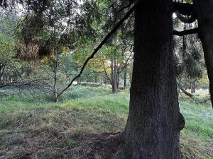 Dražba pozemku pro bydlení, Nová Ves, 6642 m2