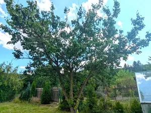 Prodej chaty, Teplice, Bratislavská, 30 m2