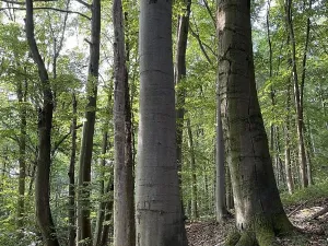 Prodej pozemku, Útěchov, 50152 m2