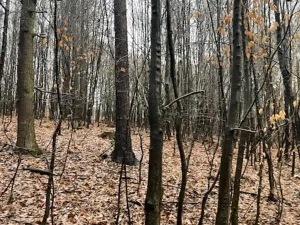 Prodej lesa, Velká Polom, 4640 m2