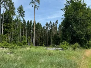 Prodej podílu lesa, Horní Radouň, 8098 m2