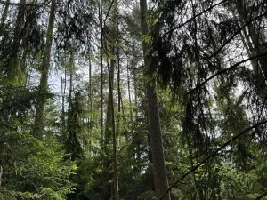 Prodej podílu lesa, Horní Radouň, 8098 m2