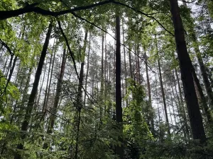 Prodej podílu lesa, Horní Radouň, 8098 m2