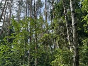 Prodej podílu lesa, Horní Radouň, 8098 m2