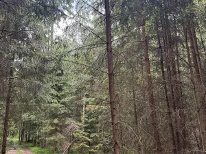Prodej podílu lesa, Bavorov, 11201 m2