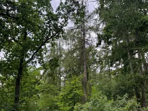 Prodej podílu lesa, Bavorov, 11201 m2