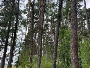 Prodej podílu lesa, Bavorov, 11201 m2