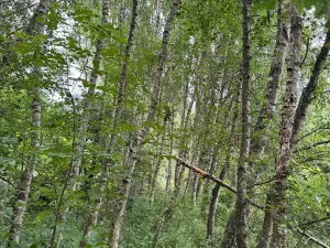 Prodej pozemku, Nezdřev, 8407 m2