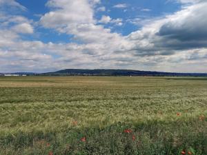 Prodej pole, Brodce, 17233 m2