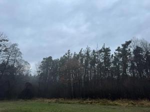 Prodej podílu lesa, Břehy, 5148 m2