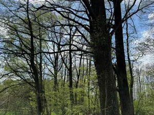 Prodej podílu pozemku, Stříbřec, 5449 m2