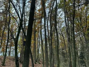 Prodej podílu lesa, Dolní Lukavice, 7998 m2