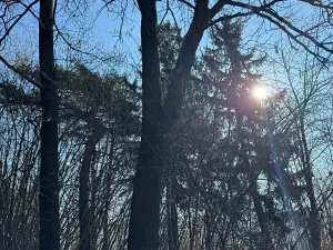 Prodej lesa, Mrákotín, 2434 m2